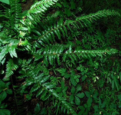 Polystichum acrostichoides (Christmas Fern)