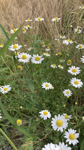 Anthemis cotula (chamomile) (alternate view 4)