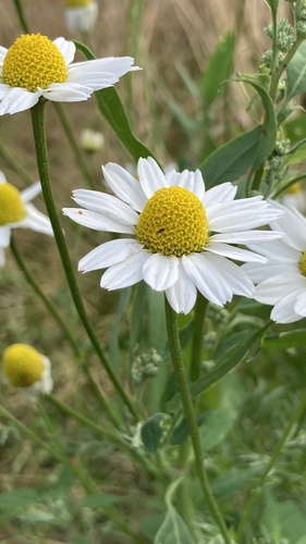 Anthemis cotula (chamomile) (alternate view 5)