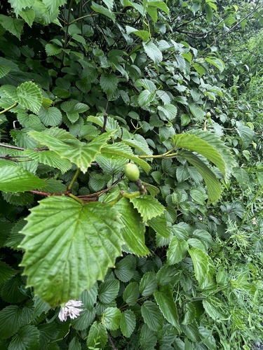 Viburnum dentatum (southern arrowwood) (alternate view 2)