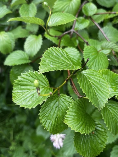Viburnum dentatum (southern arrowwood) (alternate view 3)