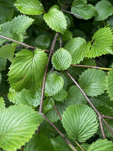 Viburnum dentatum (southern arrowwood) (alternate view 4)
