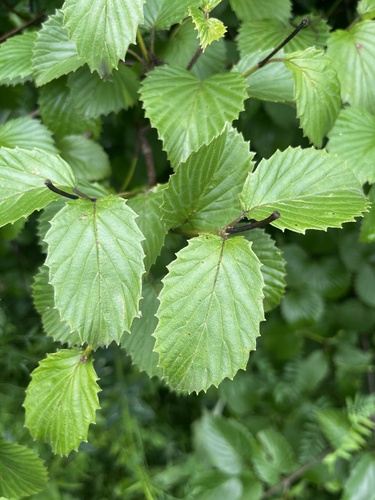 Viburnum dentatum (southern arrowwood) (alternate view 5)