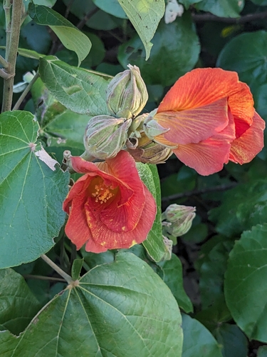 Hibiscus tiliaceus (sea hibiscus) (alternate view 3)