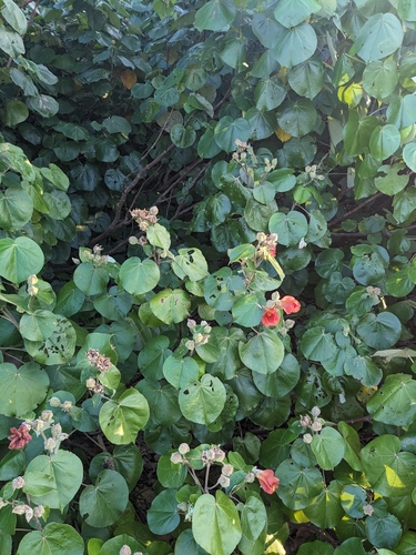Hibiscus tiliaceus (sea hibiscus) (alternate view 4)