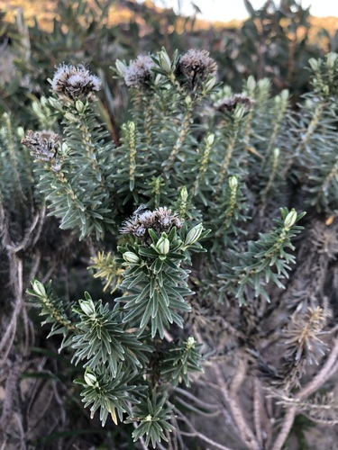 Ozothamnus turbinatus (Coast Everlasting)