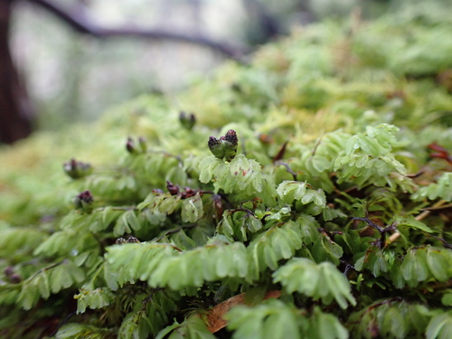 Hymenophyllum cupressiforme (Common Filmy-fern) (alternate view 3)