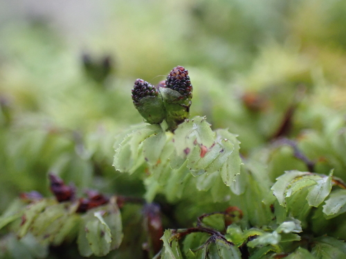 Hymenophyllum cupressiforme (Common Filmy-fern) (alternate view 4)