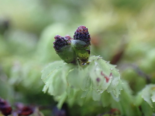 Hymenophyllum cupressiforme (Common Filmy-fern)