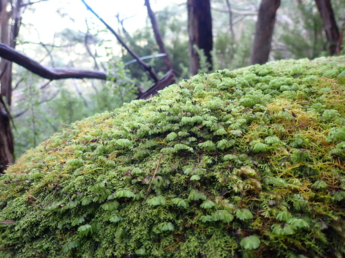Hymenophyllum cupressiforme (Common Filmy-fern) (alternate view 2)