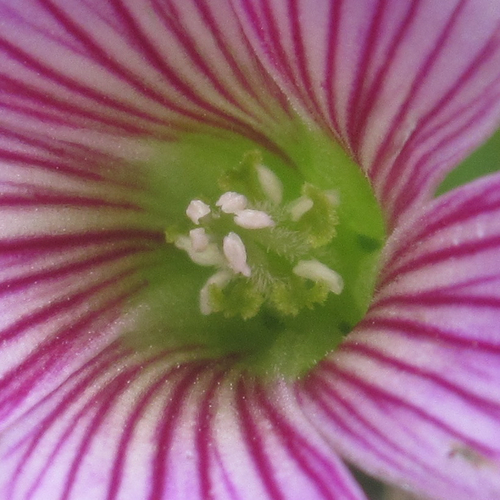 Oxalis debilis (Largeflower pink-sorrel)