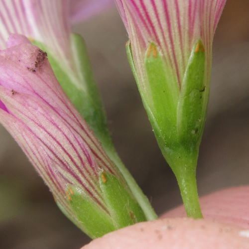 Oxalis debilis (Largeflower pink-sorrel)