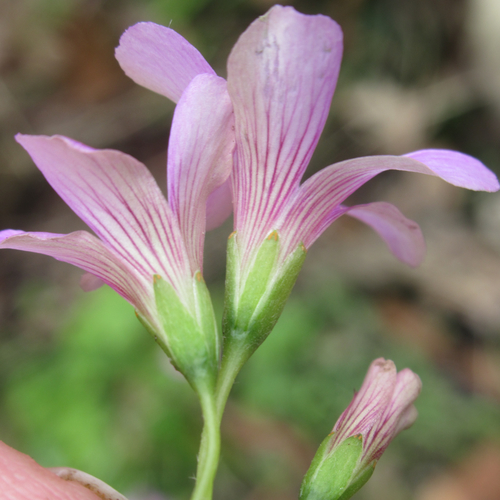 Oxalis debilis (Largeflower pink-sorrel)