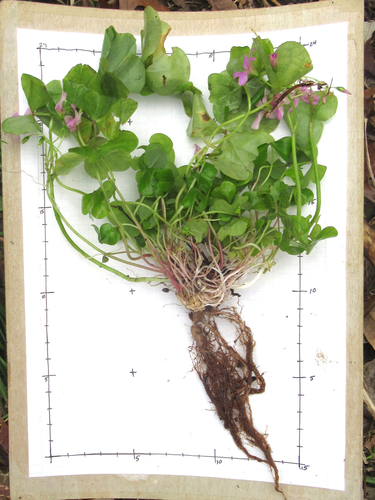 Oxalis debilis (Largeflower pink-sorrel)
