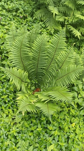 Dryopteris wallichiana (Wallich's Wood Fern)