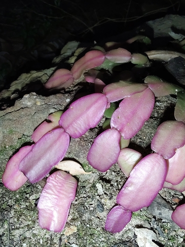 Schlumbergera × buckleyi (Christmas Cactus)