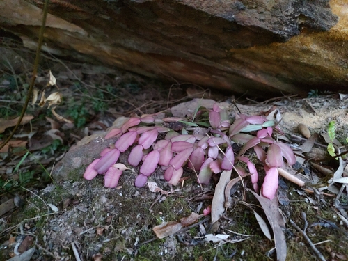 Schlumbergera × buckleyi (Christmas Cactus) (alternate view 2)