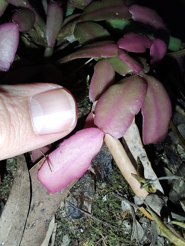 Schlumbergera × buckleyi (Christmas Cactus) (alternate view 3)