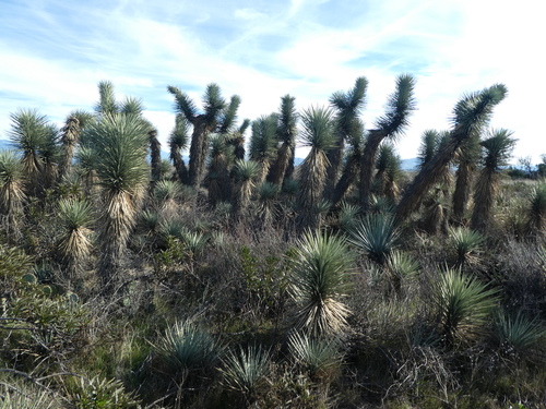 Yucca brevifolia (Western Joshua Tree) (alternate view 6)