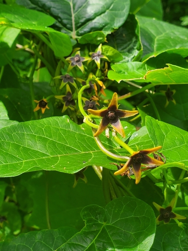 Gonolobus suberosus (Anglepod)
