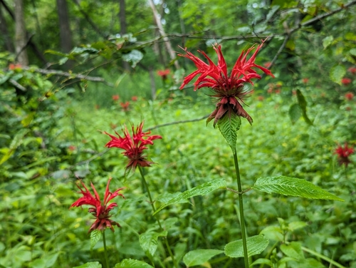 Monarda didyma (Bee Balm) (alternate view 8)