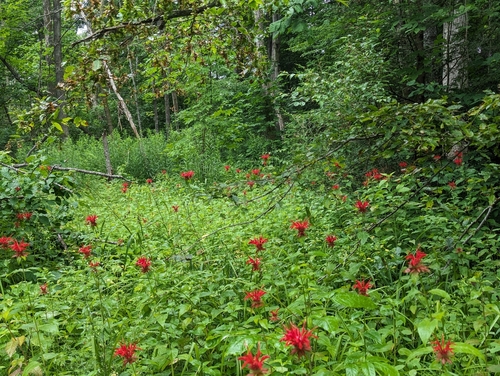 Monarda didyma (Bee Balm) (alternate view 9)