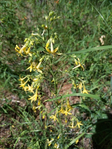Ipomopsis aggregata (Scarlet Gilia) (alternate view 7)