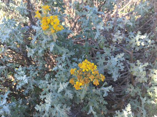 Eriophyllum staechadifolium (seaside woolly sunflower) (alternate view 2)