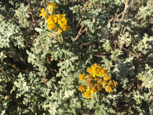 Eriophyllum staechadifolium (seaside woolly sunflower)