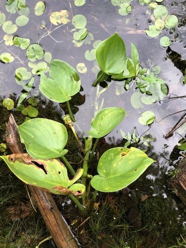 Calla palustris (marsh calla) (alternate view 4)