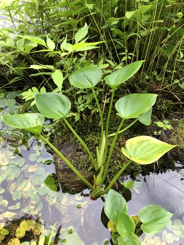 Calla palustris (marsh calla) (alternate view 5)