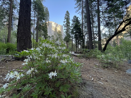 Rhododendron occidentale (western azalea) (alternate view 2)