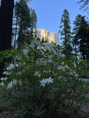 Rhododendron occidentale (western azalea) (alternate view 3)