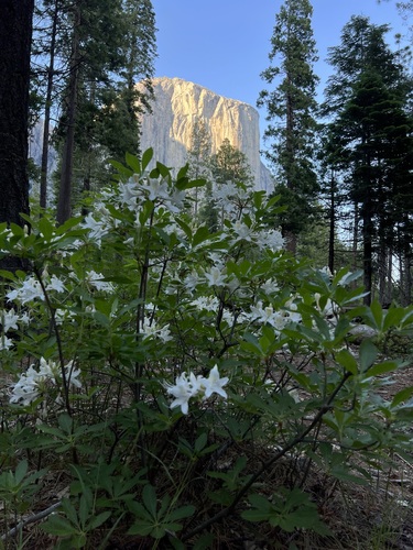 Rhododendron occidentale (western azalea) (alternate view 4)