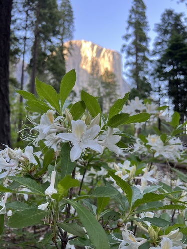Rhododendron occidentale (western azalea) (alternate view 5)