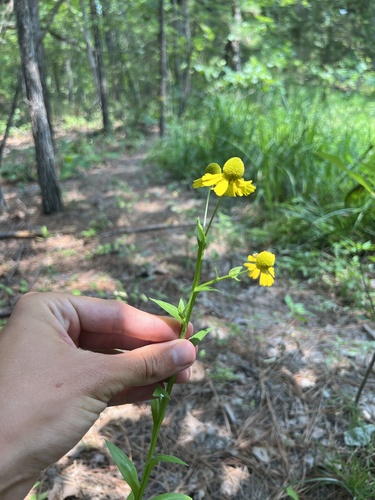 Helenium (sneezeweeds) (alternate view 4)