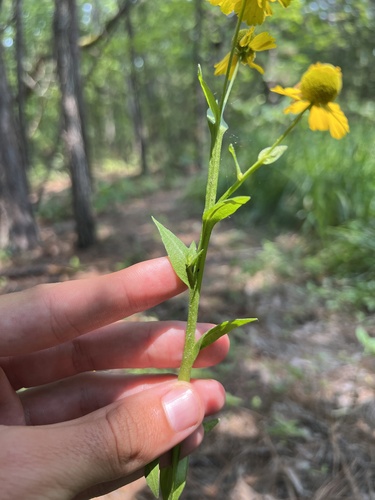 Helenium (sneezeweeds) (alternate view 5)