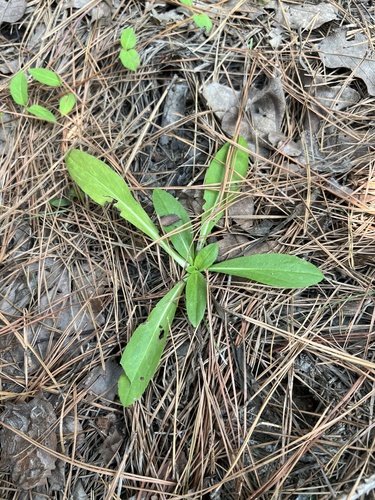 Helenium (sneezeweeds) (alternate view 6)