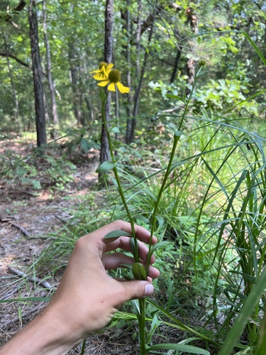 Helenium (sneezeweeds) (alternate view 7)