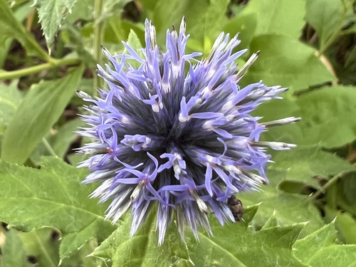Echinops bannaticus (Blue Globe Thistle)