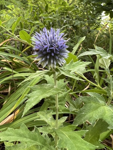 Echinops bannaticus (Blue Globe Thistle) (alternate view 2)