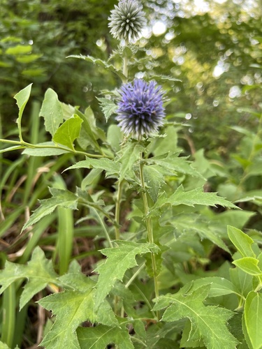 Echinops bannaticus (Blue Globe Thistle) (alternate view 3)