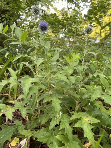 Echinops bannaticus (Blue Globe Thistle) (alternate view 4)