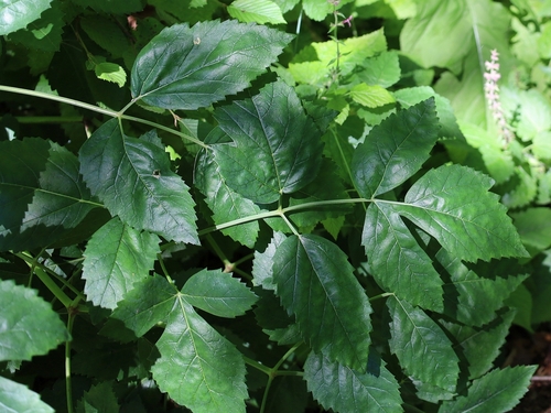 Peucedanum verticillare (alternate view 2)