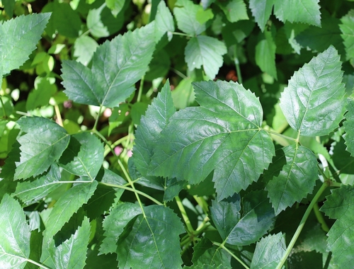 Peucedanum verticillare (alternate view 3)