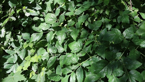 Peucedanum verticillare (alternate view 4)