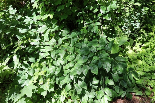 Peucedanum verticillare (alternate view 5)