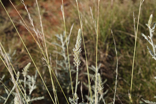 Ptilotus polystachyus (Prince of Wales Feather) (alternate view 4)