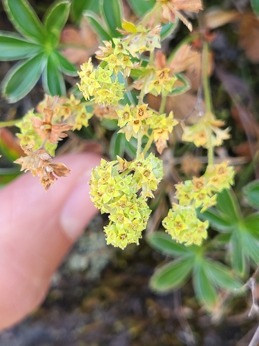 Alchemilla alpina (Alpine Lady's-mantle)