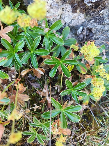 Alchemilla alpina (Alpine Lady's-mantle)